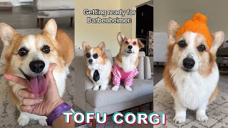 Funny Tofu Corgi Tiktok Compilation