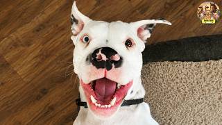 Details We Never Planned to Adopt This Dog… Until My Mom Sent Us One Video News