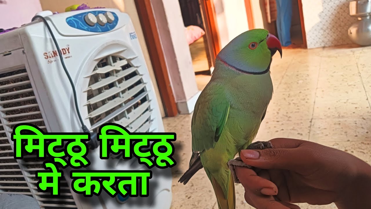 Mitthu Mitthu Bolne Wala Batuni Tota  - Talking Parrot 