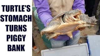 Thailand Turtle Swallows 900 Coins, Heres Why? Oneindia News