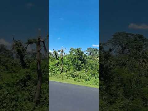 New Alipurduar to Phoontshiling #SummerHolidays #naturetrails #Naturetravel