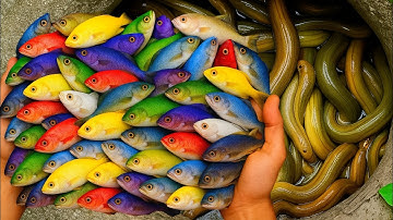 Bắt Cá Cảnh Ẩn Náu Trong Ao Nhỏ, Cá Chép, Koi, Cá Trê, Cá Lóc, Lươn, Rùa Con