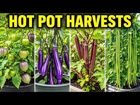 Tomatillos and 15 Heat-Loving Crops That Keep Producing in Pots