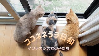 【ねこvlog】3ニャン揃って縁側警備/ジャンプしても届かにゃい/誰も相手にしないテイテイとシャー/癒しの寝姿/