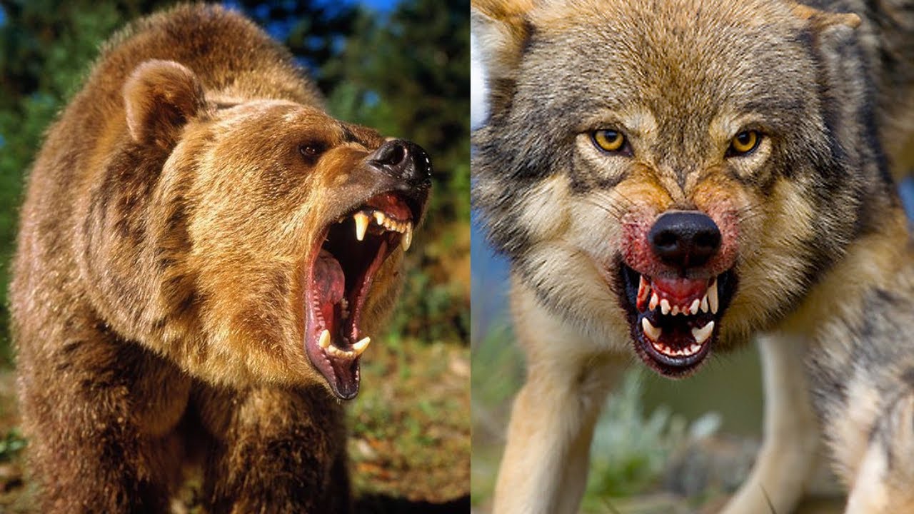 Волк против медведя. Медведь Гризли против Волков. Бурый медведь против Волков.