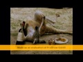 Remi gaillard  kangaroo  song
