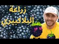 زراعة البلاكبيري في المنزل   العليق الأسود نجومي