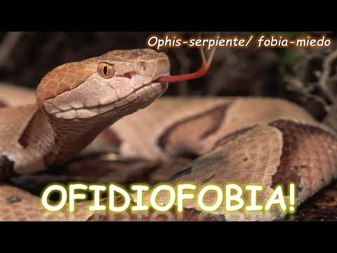 ¿QUÉ ES LA OFIDIOFOBIA? | CurioCiencia