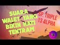 Sp Triple Alpha Walet Fenomenal Mp3 - Mp4 Download