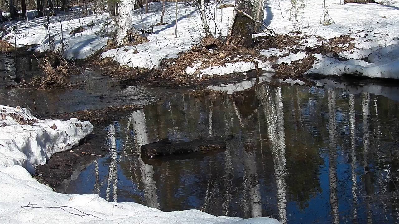 Весной весело журчат ручьи