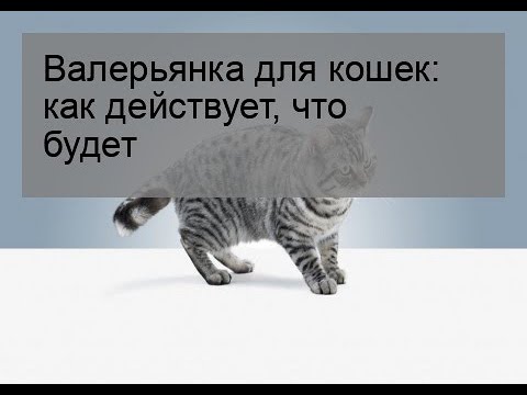 Валерьянка для кошек: как действует, что будет