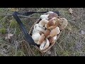 Некуда брать белые грибы
