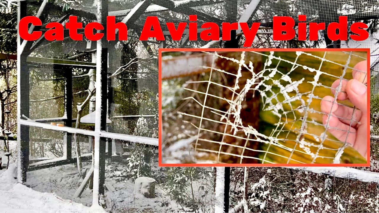 Simple Bird trap selfmade Aviary Birds how to catch birds in