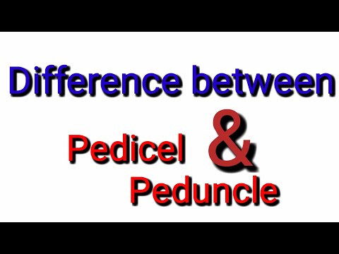 Video: Verschil Tussen Pedicel En Peduncle