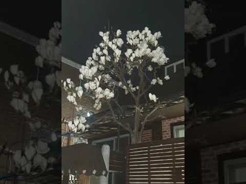 [TJ노래방라운지] 카리스마(신라의달밤OST) - billy