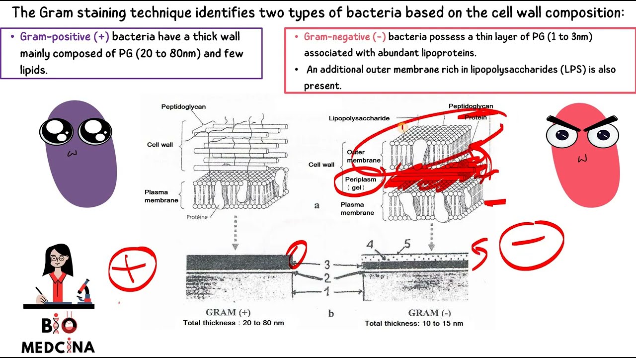 PROKARYOTIC CELL 2 باللغة العربية biologie cellulaire S1 English