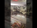  إطلاق سراح طائر الحسون الهندي فضي المنقار في دبي                                                  