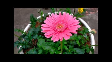 Tạm Biệt Năm 2021 - Chúc mừng năm mới 2022