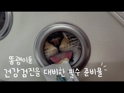 똥괭이들 건강검진을 대비한 필수 준비물! 이것만 있으면 잘 다녀올 수 있어요😉
