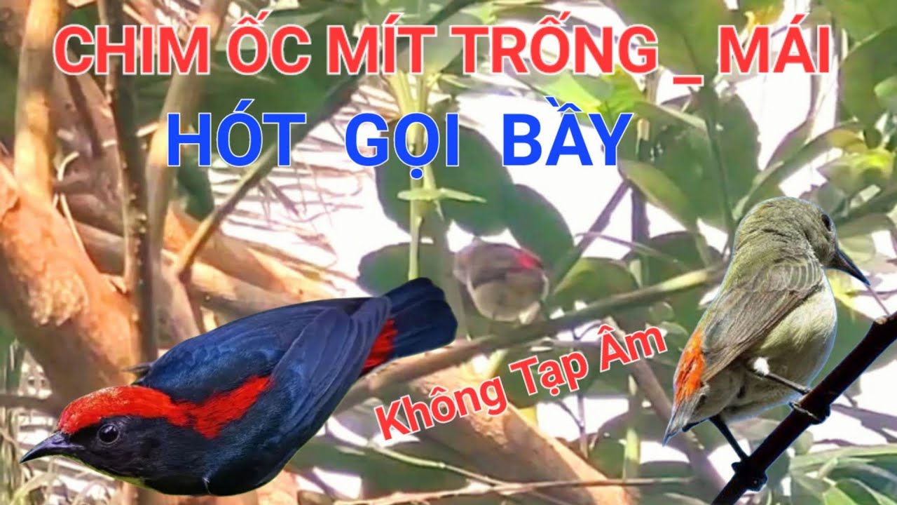 Tiếng chim ỐC MÍT mái mồi Kích trống hót gọi bày chim nghe là đến/ Thú vui nuôi chim Ốc Mít 