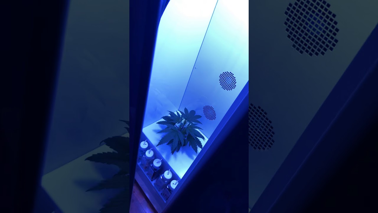 Grobo Journey the 25