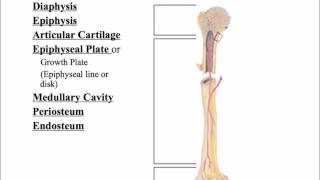Macro Structures of Bone