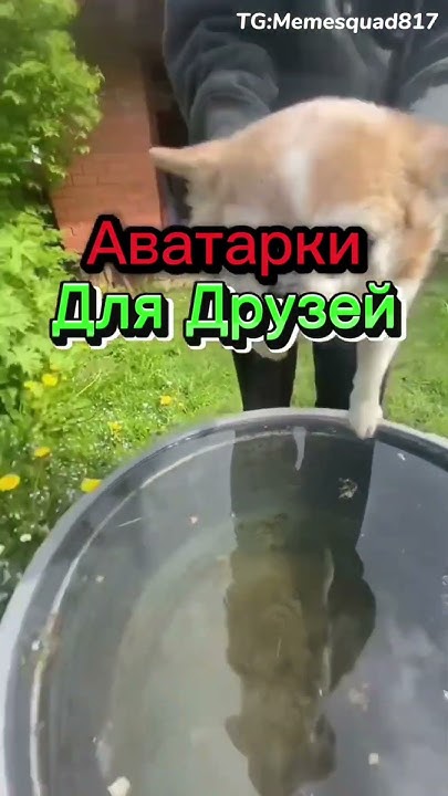 Авы:Для друзей|#авы #аватарки #edit #мем #приколы #meme #memes #phonk ...