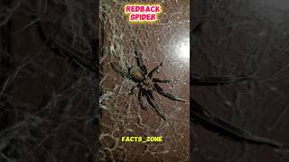 most venomous spiders in the world 🌍😭😰 #youtuber #youtubeshort #youtubechannel #youtubevideo #facts