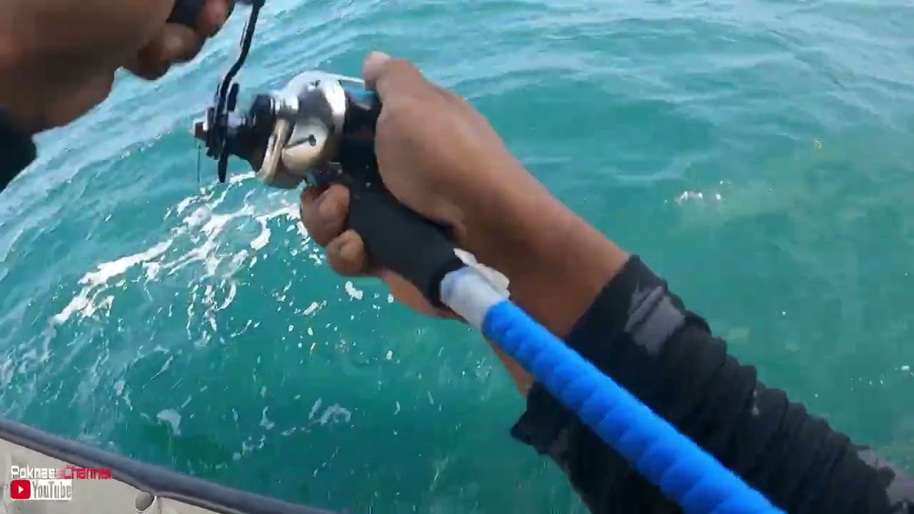 Uji Shimano Tranx 301HG/Senses Golden Blue P.E 1-3.Pertama kali Main Laut Dalam Bottom.#HongkongHook
