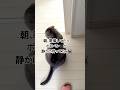 朝、洗面所で準備してたら知らない間にひっそりと待っててくれたポコペン(息子🐈‍⬛)声かけたら嬉しさ爆発w#猫 #ねこ #ポコペン #猫のいる暮らし