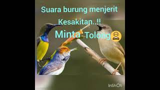 Download Lagu suara pikat berbagai jenis 🐦 burung paling ampuh ,.buktikan sendiri.. MP3