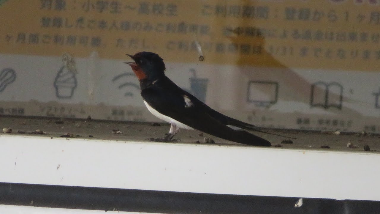 ツバメ - YouTube