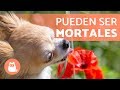 10 PLANTAS TÓXICAS para PERROS y sus efectos 🐶 ❌ 🌷