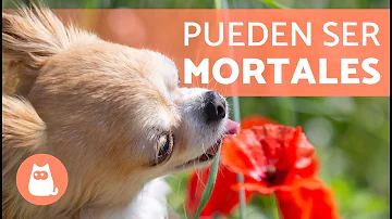 ¿Son tóxicas las dalias para los perros?