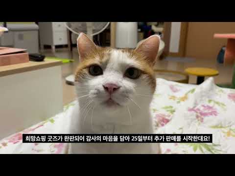 [11키티즈]  가족을 만난 동물들이 Take me 커버했어요! / 동물자유연대