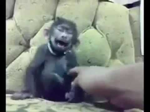 Video: Care este personalitatea maimuței chinezești?