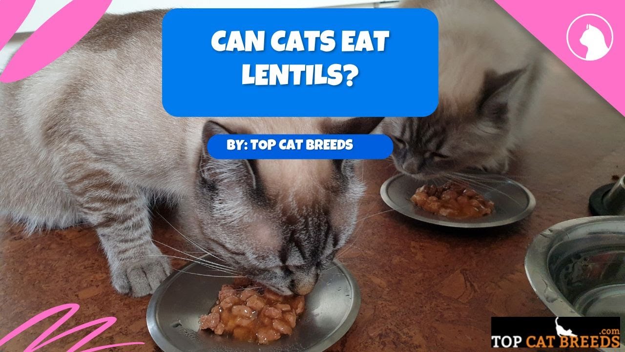 can cats eat lentils YouTube