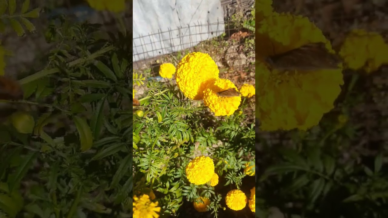 beautiful marigold flowers 💐 &beautiful butterfly 🦋 with beautiful songs 🎵 #butterfly #viralshorts