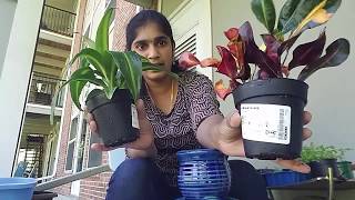 I have decorated a pyramidal pot with four Indoor plants together. This video describes how to select plants for indoor decpration 