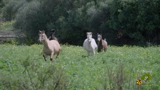 Un gallego que vino a Andalucía para cumplir el sueño de criar caballos Pura Sangre Lusitanos