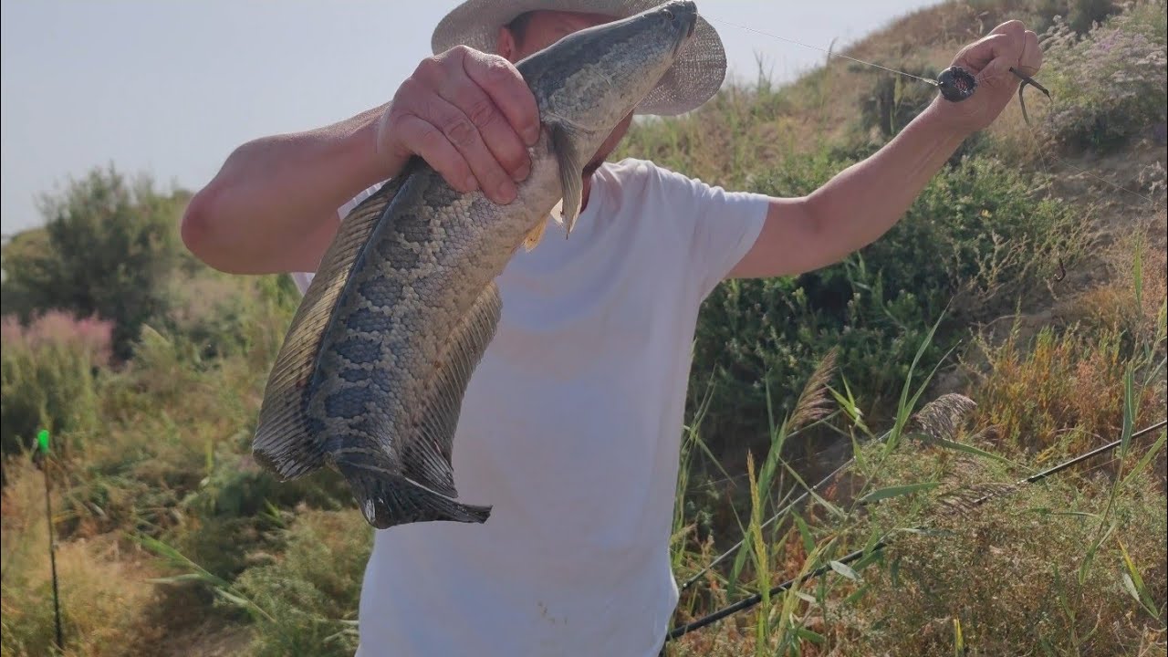 Сбросный канал на Мутный, 24.08.2025г. Рыбалка и отдых.