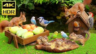 Cat TV 🐱 Cheerful Birds, Chipmunks & Squirrels in Nature 🐿 4K HDR 60FPS