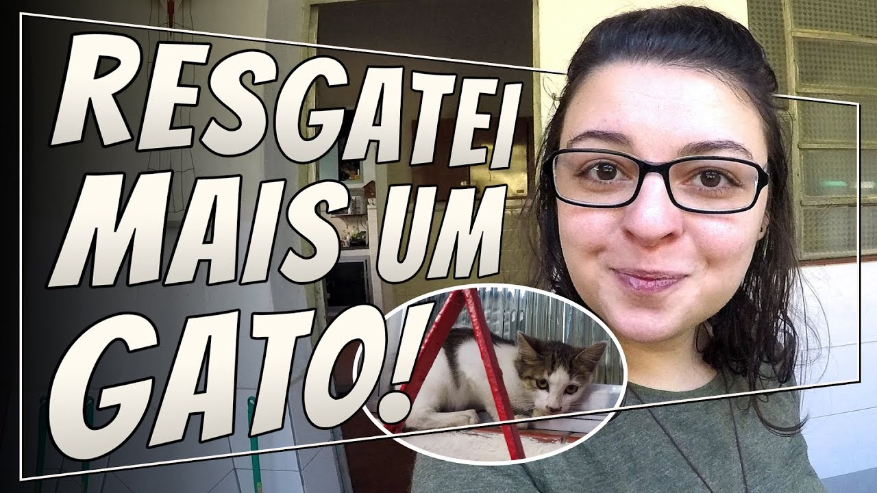 A Gatinha Iris | VIDA de GATEIRA #05