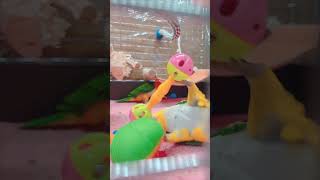 Precious Parrot Decides To Take a Break mid Playtime