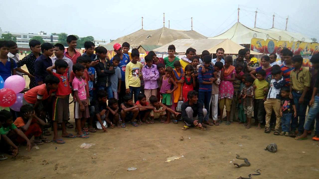 Snake Charmers at the Circus in Faridabad YouTube