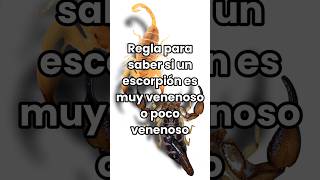 ¿Cómo saber si un escorpión es muy venenoso o no? #escorpión #veneno #toxicidad #fyp #shorts