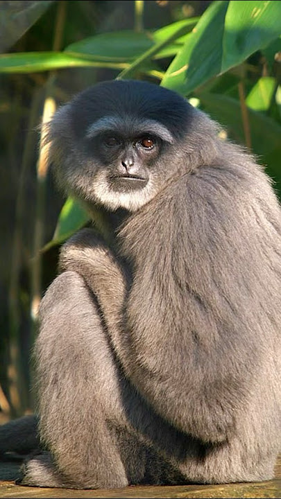 Owa Jawa #owaowa #gibbon #owajawa
