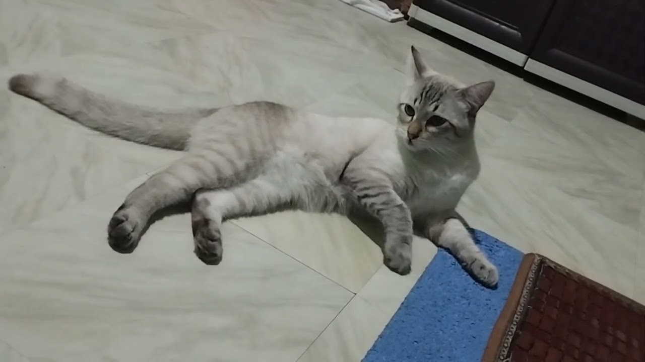 Ganyan ni motmot linisin ang kanyang katawan