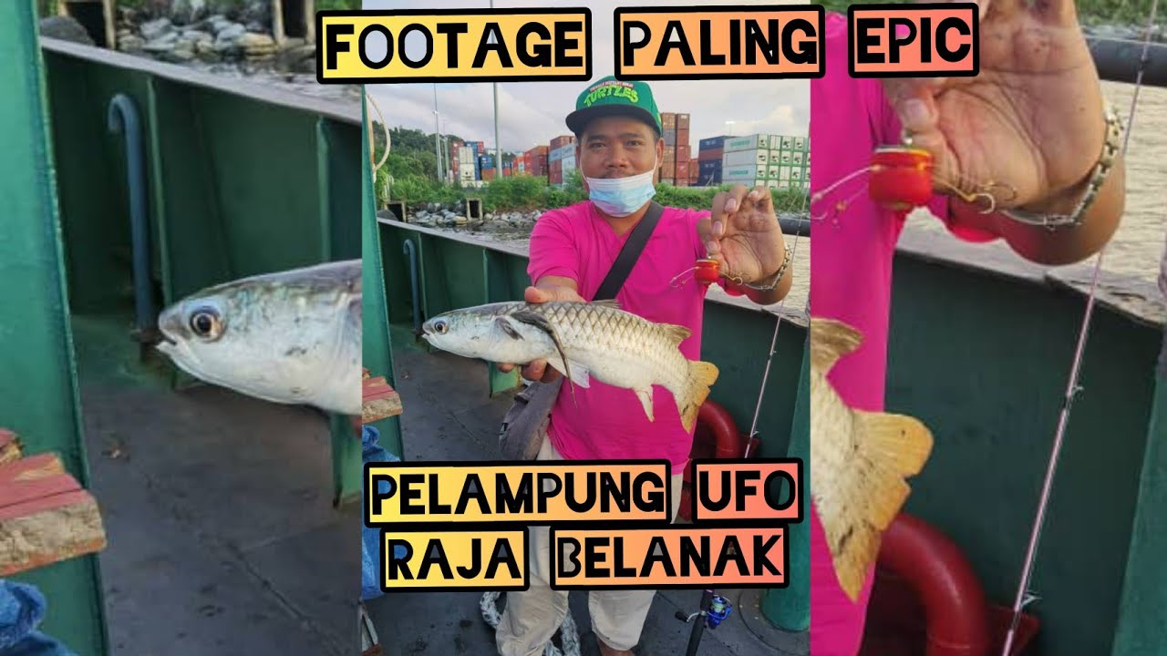 Mullet Fishing / Tamok / Belanak Ekor Kuning Guna Teknik Pelampung UFO