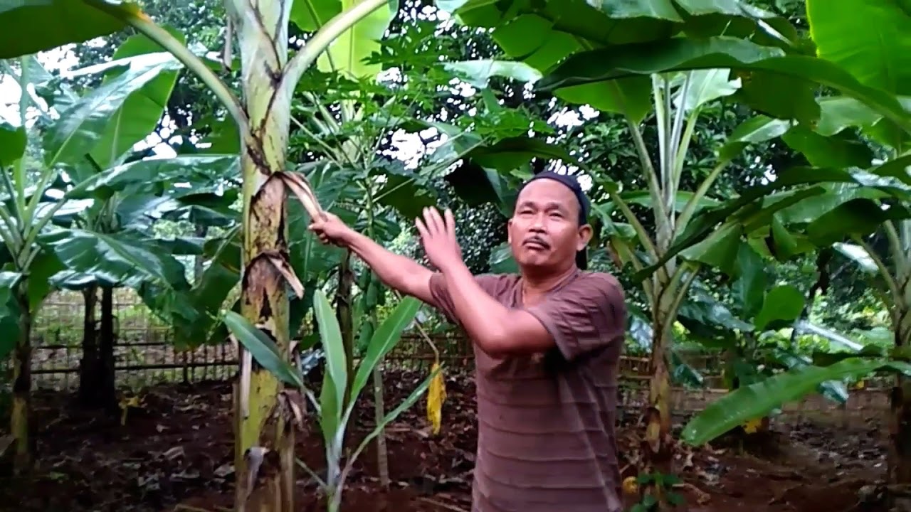  cara  menanam  pohon pisang  cepat berbuah YouTube